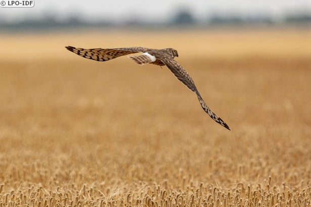 Les Busards Saint-Martin du Vexin